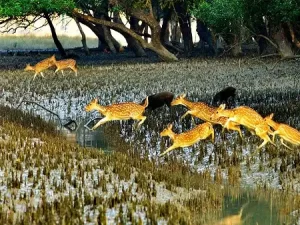 Sundarban 1Night 2Days